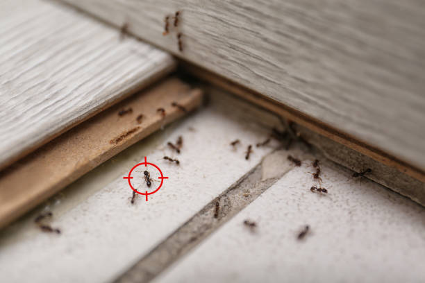 Best Insect Control  in Chevy Chase Village, MD
