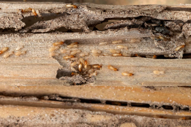 Chevy Chase Village, MD Pest Control Company